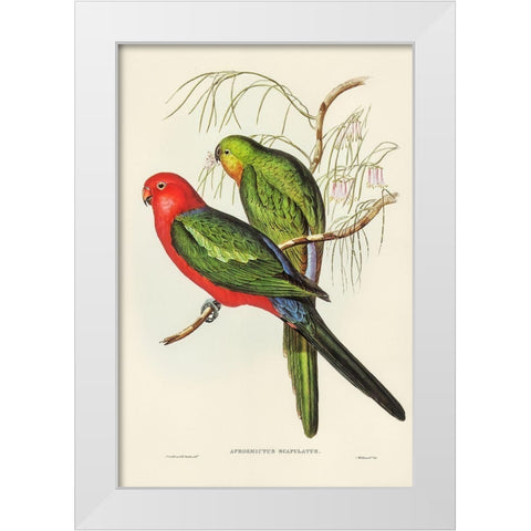 King Lory-Aprosmictus scapulatus White Modern Wood Framed Art Print by Gould, John