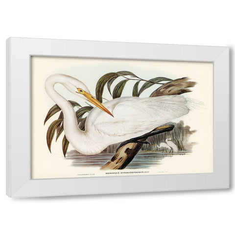 Australian Egret-Hrodias syrmatophorus White Modern Wood Framed Art Print by Gould, John