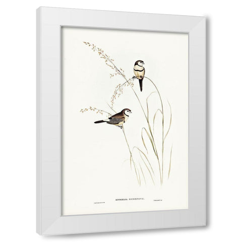 Bichenoâ€™s Finch-Estrelda Bichenovii White Modern Wood Framed Art Print by Gould, John