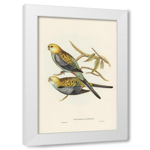 Pale-headed Parakeet-Platycercus palliceps White Modern Wood Framed Art Print by Gould, John