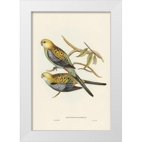 Pale-headed Parakeet-Platycercus palliceps White Modern Wood Framed Art Print by Gould, John
