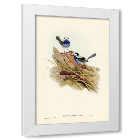 Turquoisine Superb Warbler-Malurus callainus White Modern Wood Framed Art Print by Gould, John