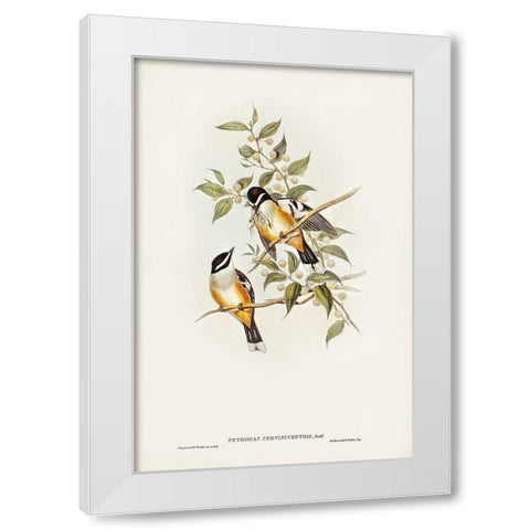 Buff-sided Robin-Petroica cerviniventris White Modern Wood Framed Art Print by Gould, John