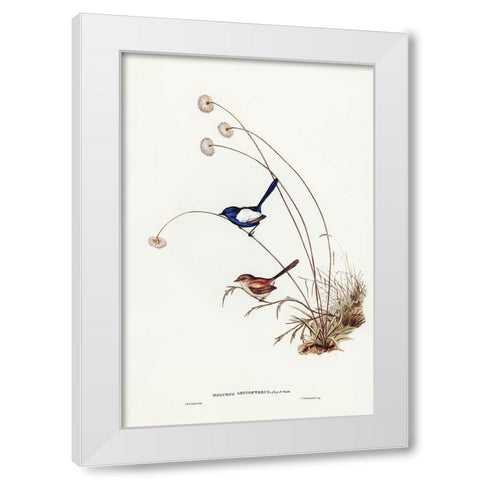 White-winged Wren-Malurus leucopterus White Modern Wood Framed Art Print by Gould, John
