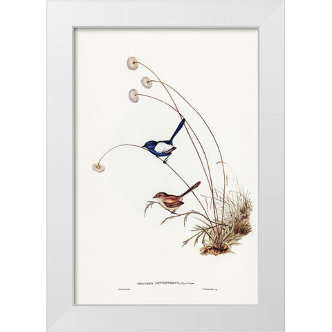 White-winged Wren-Malurus leucopterus White Modern Wood Framed Art Print by Gould, John