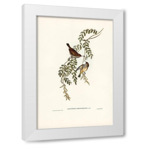Tasmanian Acanthiza-Acanthiza Diemenensis White Modern Wood Framed Art Print by Gould, John
