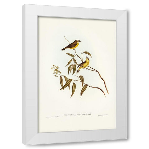 White-throated Gerygone-Gerygone albogularis White Modern Wood Framed Art Print by Gould, John