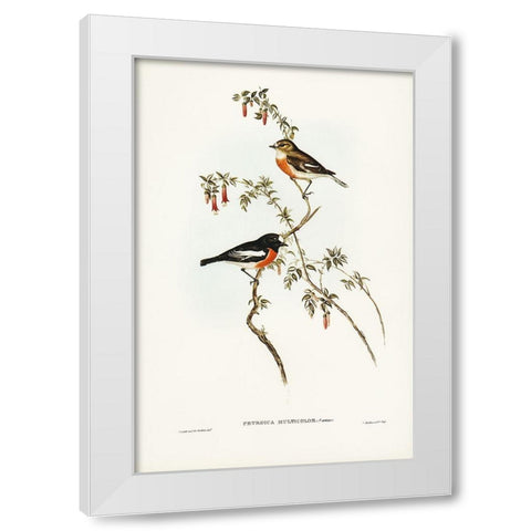 Scarlet-breasted Robin-Petroica multicolor White Modern Wood Framed Art Print by Gould, John