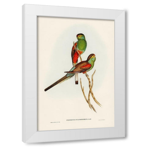 Beautiful Parakeet-Psephotus pulcherrimus White Modern Wood Framed Art Print by Gould, John