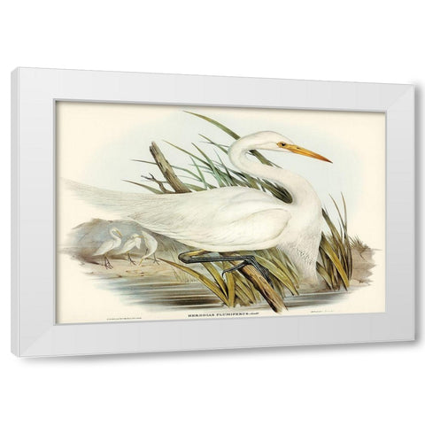 Plumed Egret-Herodias plumiferus White Modern Wood Framed Art Print by Gould, John