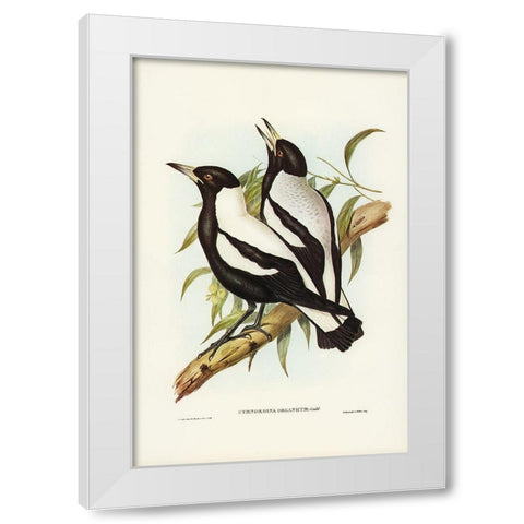 Tasmanian Crow-Shrike-Gymnorhina organicum White Modern Wood Framed Art Print by Gould, John
