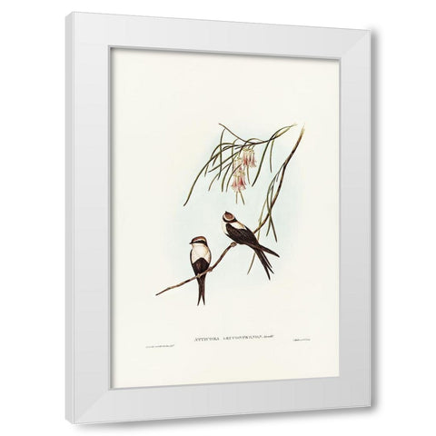 White-breasted Swallow-Atticora leucosternon White Modern Wood Framed Art Print by Gould, John