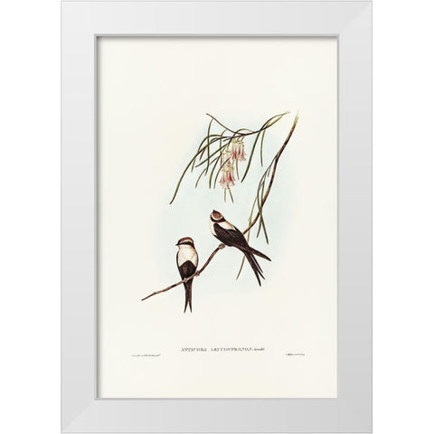 White-breasted Swallow-Atticora leucosternon White Modern Wood Framed Art Print by Gould, John