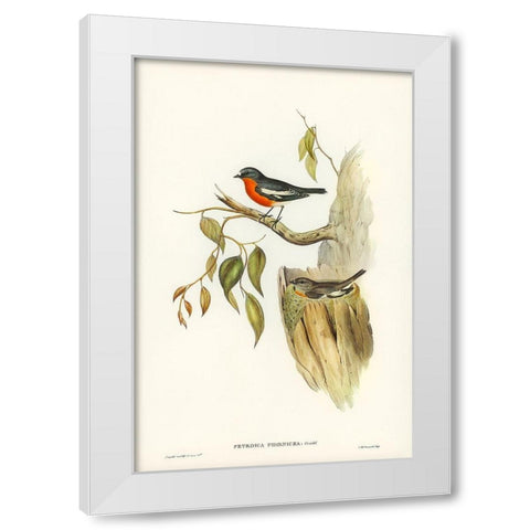 Flame-breasted Robin-Petroica phoenicea White Modern Wood Framed Art Print by Gould, John