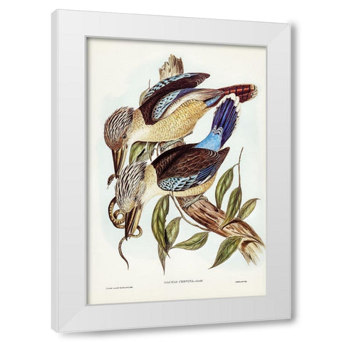 Fawn-breasted Kingfisher-Dacelo corvina White Modern Wood Framed Art Print by Gould, John
