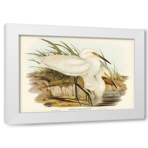 Spotless Egret-Herodias immaculata White Modern Wood Framed Art Print by Gould, John