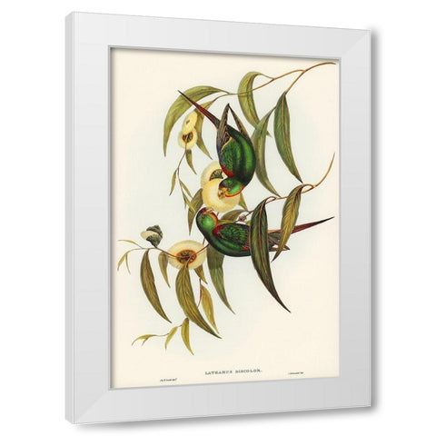 Swift Lorikeet-Lathamus discolor White Modern Wood Framed Art Print by Gould, John