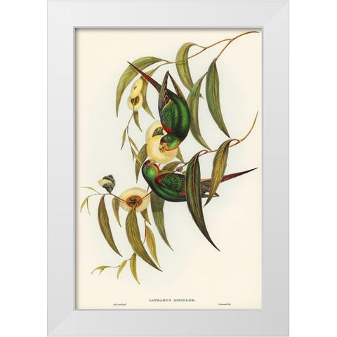Swift Lorikeet-Lathamus discolor White Modern Wood Framed Art Print by Gould, John