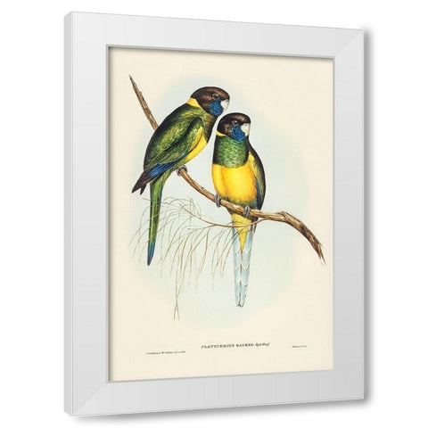 Bauers Parrakeet-Platycercus Bauerii White Modern Wood Framed Art Print by Gould, John
