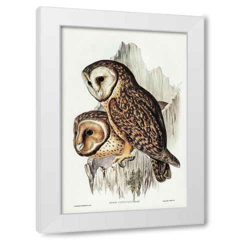 Chestnut-faced Owl-Strix castanops White Modern Wood Framed Art Print by Gould, John