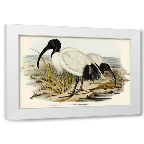 White Ibis-Threskiornis strictipennis White Modern Wood Framed Art Print by Gould, John