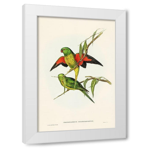 Scaly-breasted Lorikeet-Trichoglossus chlorolepidotus White Modern Wood Framed Art Print by Gould, John