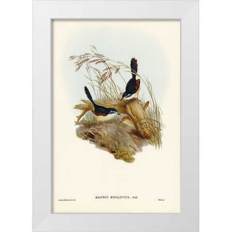 Fawn-breasted Superb Warbler-Malurus hypoleucus White Modern Wood Framed Art Print by Gould, John