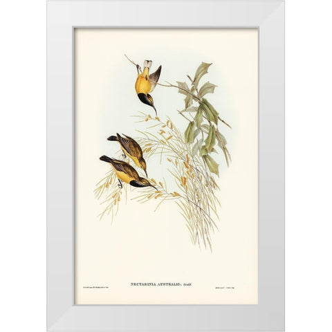 Australian Sun-bird-Nectarinia australis White Modern Wood Framed Art Print by Gould, John
