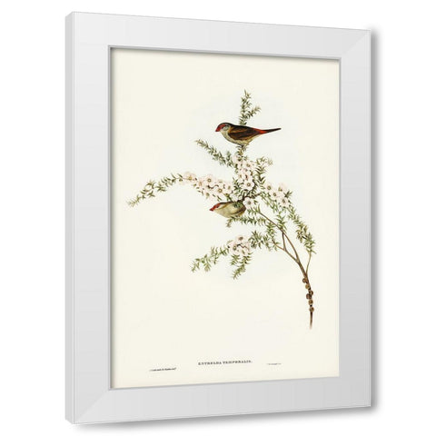 Red-eyebrowed Finch-Estrelda temporalis White Modern Wood Framed Art Print by Gould, John