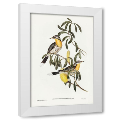 Spiny-cheeked Honey-eater-Acanthogenys rufogularis White Modern Wood Framed Art Print by Gould, John