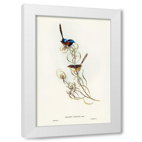 Graceful Wren-Malurus elegans White Modern Wood Framed Art Print by Gould, John