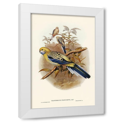 Blue-cheeked Parakeet-Platycercus cyanogenys White Modern Wood Framed Art Print by Gould, John