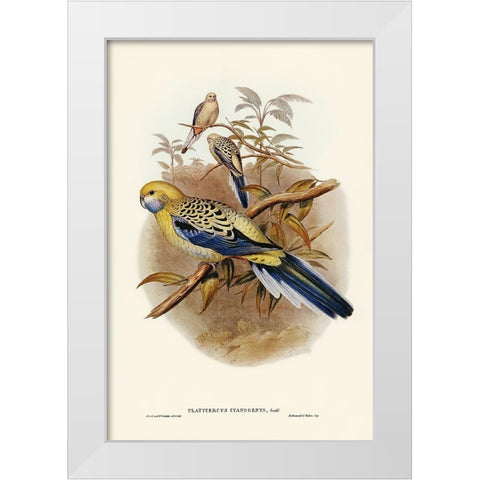 Blue-cheeked Parakeet-Platycercus cyanogenys White Modern Wood Framed Art Print by Gould, John