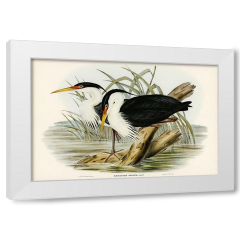 Pied Egret-Herodias picata White Modern Wood Framed Art Print by Gould, John