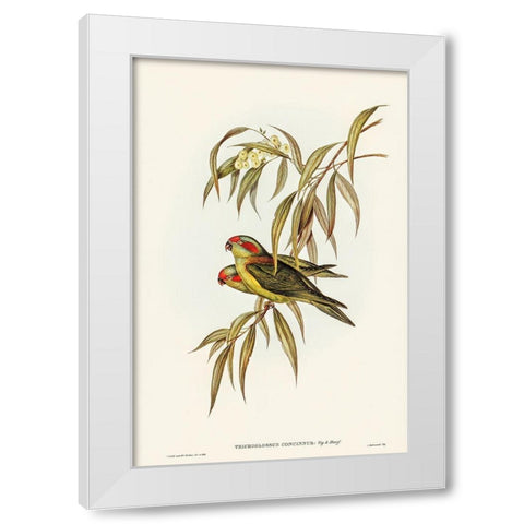 Musky Lorikeet-Trichoglossus concinnus White Modern Wood Framed Art Print by Gould, John