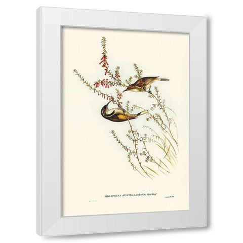 Tasmanian Honey-eater-Meliphaga Australasiana White Modern Wood Framed Art Print by Gould, John