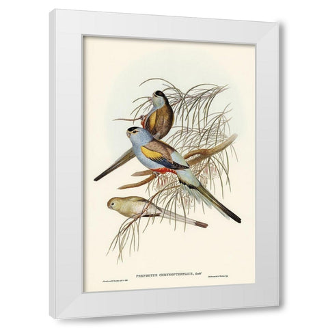 Golden-backed Parakeet-Psephotus chrysopterygius White Modern Wood Framed Art Print by Gould, John