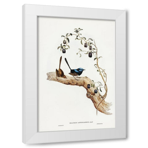 Long-tailed Wren-Malurus longicaudus White Modern Wood Framed Art Print by Gould, John