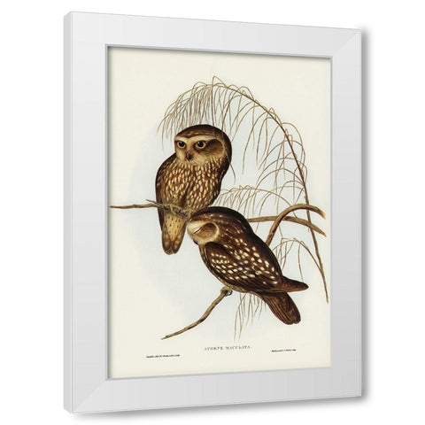 Spotted Owl-Athene maculate White Modern Wood Framed Art Print by Gould, John