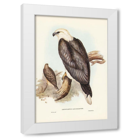 White-bellied Sea Eagle-Ichthyiaetus leucosternus White Modern Wood Framed Art Print by Gould, John