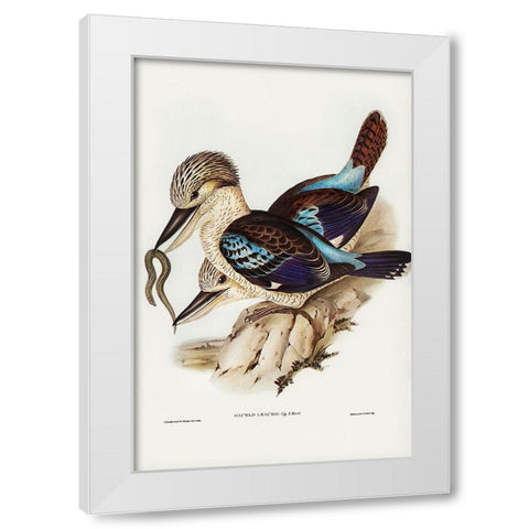 Leachâ€™s Kingfisher-Dacelo Leachii White Modern Wood Framed Art Print by Gould, John