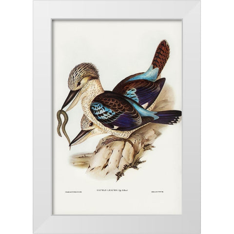 Leachâ€™s Kingfisher-Dacelo Leachii White Modern Wood Framed Art Print by Gould, John