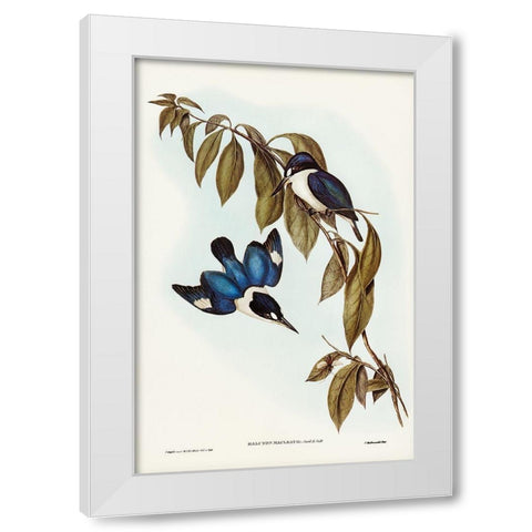 MacLeayâ€™s Halcyon-Halcyon MacLeayii White Modern Wood Framed Art Print by Gould, John