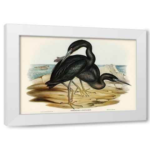 Blue Reef Heron-Herodias jugularis White Modern Wood Framed Art Print by Gould, John