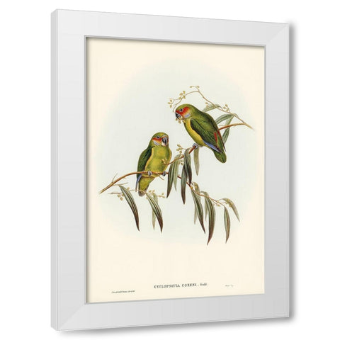 Coxens Parakeet-Cyclopsitta Coxeni White Modern Wood Framed Art Print by Gould, John