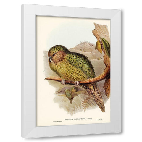 Kakapo-Strigops habroptius White Modern Wood Framed Art Print by Gould, John