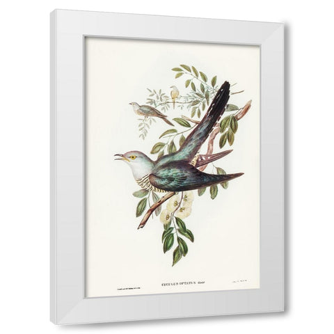 Australian Cuckoo-Cuculus optatus White Modern Wood Framed Art Print by Gould, John