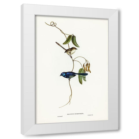 Banded Wren-Alurus splendens White Modern Wood Framed Art Print by Gould, John