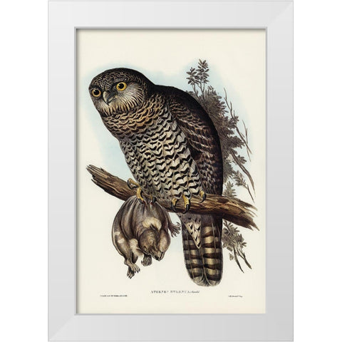 Powerful Owl-Athene strenua White Modern Wood Framed Art Print by Gould, John