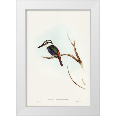 Red-backed Halcyon-Halcyon pyrrhopygia White Modern Wood Framed Art Print by Gould, John